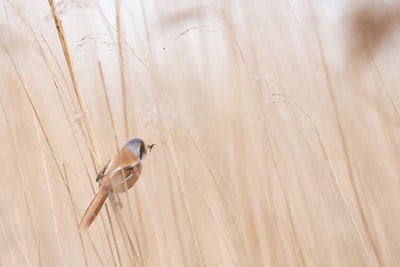 棕色和灰色短喙鸟的照片